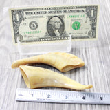 2 Small Polished Goat Horns #4159      Natural Colored