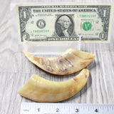 2 Small Polished Goat Horns #4159      Natural Colored