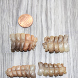 4 Small  Rattlesnake Rattles  #1667    Taxidermy Diamondback Sidewinder