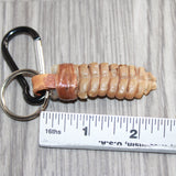 Very Large Rattlesnake Rattle Key Ring   #25167       Key Chain