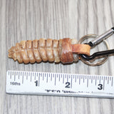 Very Large Rattlesnake Rattle Key Ring   #25167       Key Chain