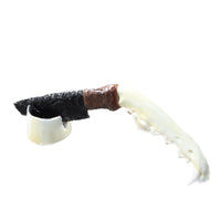 Coyote Jaw Handle Obsidian Blade Ornamental Knife #1559  Mountain Man Knife
