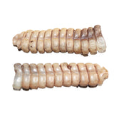 2 Extra Large Rattlesnake Rattles  #767b    Taxidermy Diamondback Sidewinder