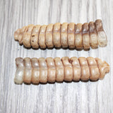 2 Extra Large Rattlesnake Rattles  #767b    Taxidermy Diamondback Sidewinder
