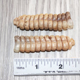 2 Extra Large Rattlesnake Rattles  #767b    Taxidermy Diamondback Sidewinder