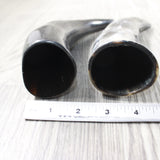 2 Small Polished Cow Horns #3559    Natural colored