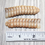 2 Extra Large Rattlesnake Rattles  #767b    Taxidermy Diamondback Sidewinder