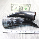 2 Small Polished Cow Horns #3559    Natural colored