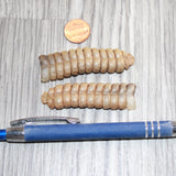 2 Extra Large Rattlesnake Rattles  #767b    Taxidermy Diamondback Sidewinder
