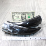 2 Small Polished Cow Horns #3559    Natural colored