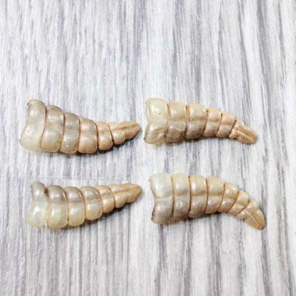 4 Small Rattlesnake Rattles  #7659    Taxidermy Diamondback Sidewinder