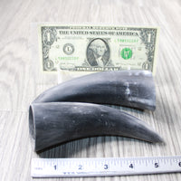 2 Small Raw Unfinished Cow Horns #9049 Natural Colored