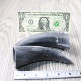 2 Small Raw Unfinished Cow Horns #9049 Natural Colored