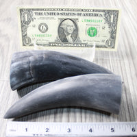 2 Small Raw Unfinished Cow Horns #9049 Natural Colored