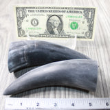 2 Small Raw Unfinished Cow Horns #9049 Natural Colored