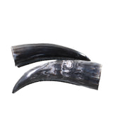 2 Small Polished Cow Horns #2859    Natural colored