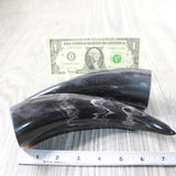 2 Small Polished Cow Horns #2859    Natural colored