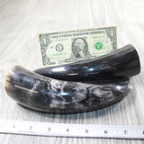 2 Small Polished Cow Horns #2859    Natural colored