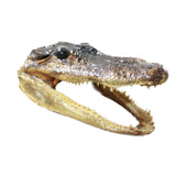 1 Alligator   6.5 Inch Head  #0959    taxidermy gator reptile crocodile