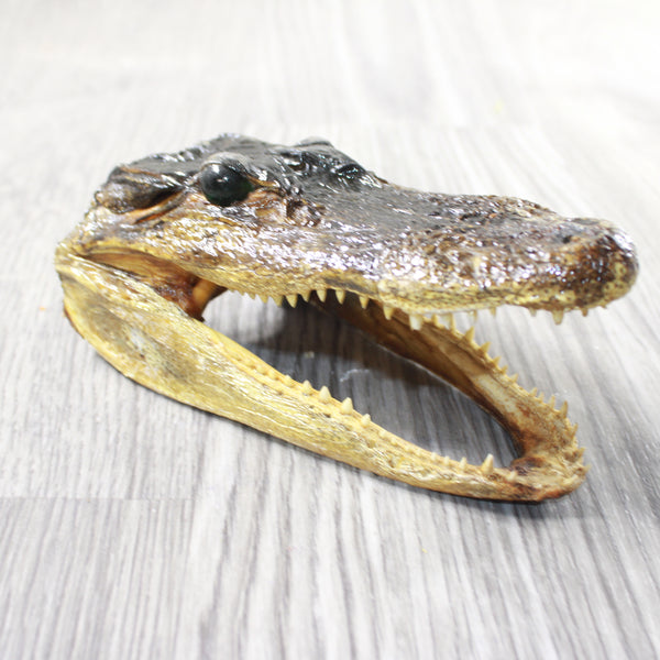 1 Alligator   6.5 Inch Head  #0959    taxidermy gator reptile crocodile