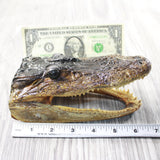 1 Alligator   6.5 Inch Head  #0959    taxidermy gator reptile crocodile