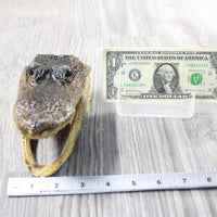 1 Alligator   6.5 Inch Head  #0959    taxidermy gator reptile crocodile
