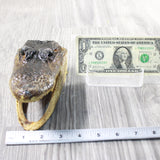 1 Alligator   6.5 Inch Head  #0959    taxidermy gator reptile crocodile