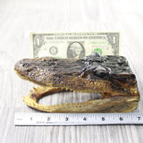 1 Alligator   6.5 Inch Head  #0959    taxidermy gator reptile crocodile
