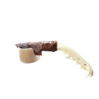 Coyote Jaw Handle Stone Blade Ornamental Knife #0059    Mountain Man Knife