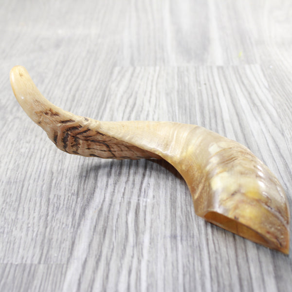 1 Sheep Horn  #1059    Natural Colored Polished Ram Horn