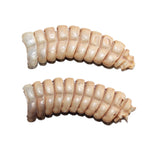 2 Very Large Rattlesnake Rattles  #267    Taxidermy Diamondback Sidewinder