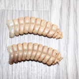 2 Very Large Rattlesnake Rattles  #267    Taxidermy Diamondback Sidewinder