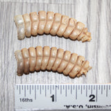 2 Very Large Rattlesnake Rattles  #267    Taxidermy Diamondback Sidewinder