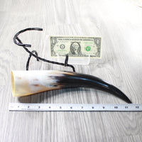 1 Polished Cow Horn With Stand #3559    Natural Colored
