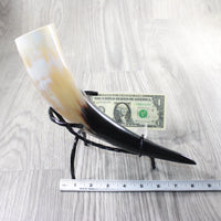 1 Polished Cow Horn With Stand #3559    Natural Colored
