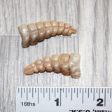 2 Small Rattlesnake Rattles  #867    Taxidermy Diamondback Sidewinder