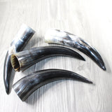 4 Polished Cow Horns #0559    Natural colored
