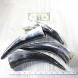 4 Polished Cow Horns #0559    Natural colored