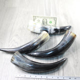 4 Polished Cow Horns #0559    Natural colored