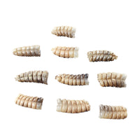 10 Rattlesnake Rattles  #5659    Taxidermy Diamondback Sidewinder