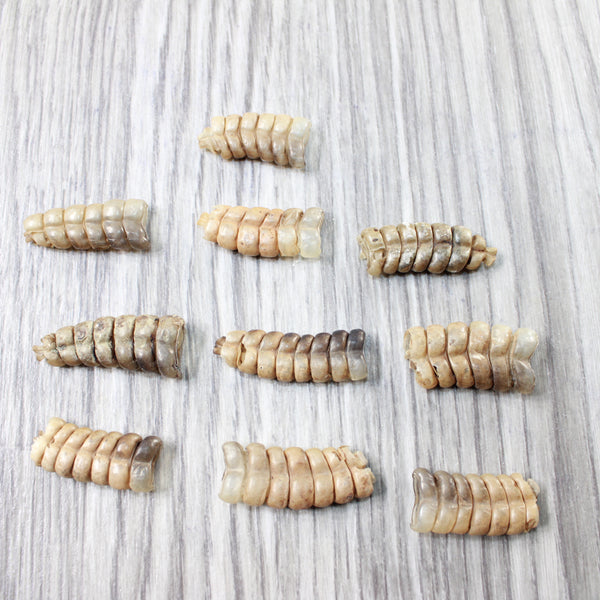10 Rattlesnake Rattles  #5659    Taxidermy Diamondback Sidewinder