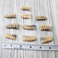 10 Rattlesnake Rattles  #5659    Taxidermy Diamondback Sidewinder