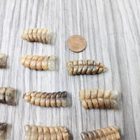 10 Rattlesnake Rattles  #5659    Taxidermy Diamondback Sidewinder