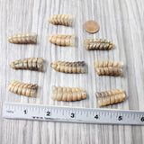 10 Rattlesnake Rattles  #5659    Taxidermy Diamondback Sidewinder