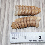 2 Large Rattlesnake Rattles  #167    Taxidermy Diamondback Sidewinder