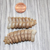 2 Large Rattlesnake Rattles  #167    Taxidermy Diamondback Sidewinder