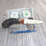 Springbok Horn Handle Bone Blade Ornamental Knife # 34868