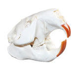 Beaver Skull #368