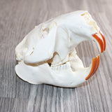 Beaver Skull #368