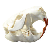 Beaver Skull  #6959